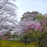 桜華やぐ季節　(Ⅱ）