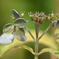 鉢植えのヤマアジサイ　a、天の川