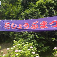 亀山菖蒲園