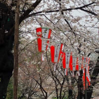 千鳥ヶ淵、天王洲、上野公園の桜　20230322-23