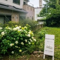 6月14日(土) 玉川上水に親しむ会-玉川上水駅～一橋学園駅01