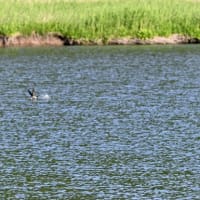 現れたハリオアマツバメ