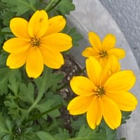 ウィンターコスモス　ビデンス