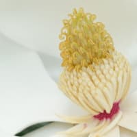 タイサンボクの蕊