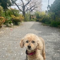 留守番と花見