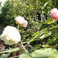 スイフヨウ　酔芙蓉　Hibiscus mutabilis cv. Versicolor