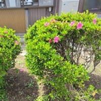 虫と喫煙所。