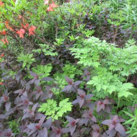 Various garden works