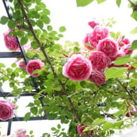 バラのお屋敷へ