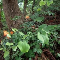 花立峠・登山道沿いの花　2025/06/28