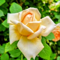 「5月の４枚」薔薇