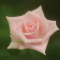薔薇