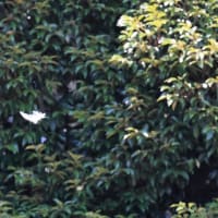 舘林・菖蒲園