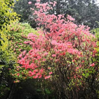 西条市の高知八幡神社でツツジが咲いていました