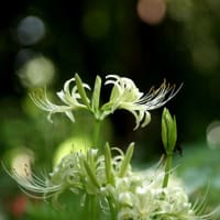 異変は植物にも・・