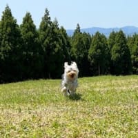 Rakuten  STAY  VILLA  阿蘇黒川