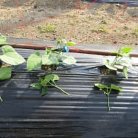 蔓ありサヤインゲンを間引きし土入れ