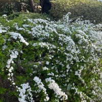 哲学堂公園　Mar-23-2025