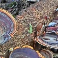 オアフ島・マノアバレーの「ライオン植物園」にて