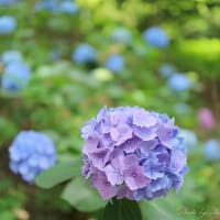 紫陽花が見頃：半田山植物園