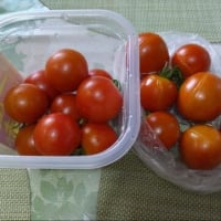 トマトがわれちゃいました