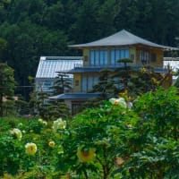 黄色い牡丹の花咲く佐世保花園　2025/4/27