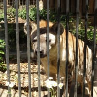 大宮公園の小動物園 