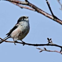 今日の野鳥  カワラヒワ ・  ホオジロ  ・  タゲリ  ・  エナガ  ・  チョウケンボウ  ・  セグロセキレイ