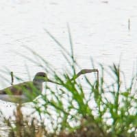 タカブシギとソリハシシギ