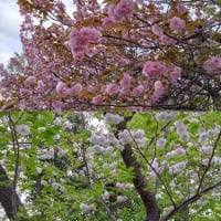 パッと散らない八重桜