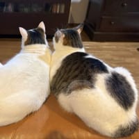揃ってTV好き♡