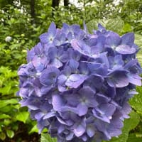 雨の中の紫陽花散歩