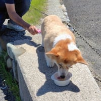 暑いねぇ・・・