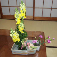 今週のお花