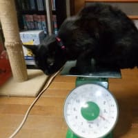 　クロ猫クロ　9歳2ヶ月　梅雨入りで退屈