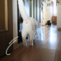 不審な音にイカ耳