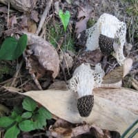 萎れた姿のキヌガサタケ。(7/12＊土）