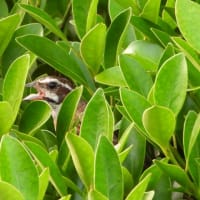 ホウジロ