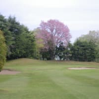 山桜 やっと本番 咲き乱れ 58歳 最後のゴルフ