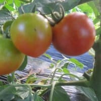 菜園だより