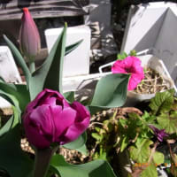 我が家の花達　　2025年4月　　318号