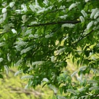 黄色のカタクリとウワミズザクラ