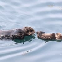 ラッコ・・子育て中