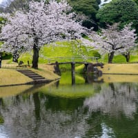 「小石川後楽園の桜」