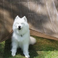 ジョウビタキ