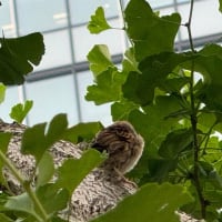 オサンポ walk - 鳥bird : たまに、のスズメ sometimes, "Hello sparrows!"