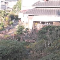 小次郎と動物－ウグイス（鶯）の巣と雛－