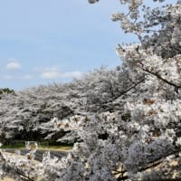 花桃と桜