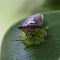 8月下旬の生き物