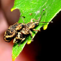 トゲアシクチブトゾウムシのペア